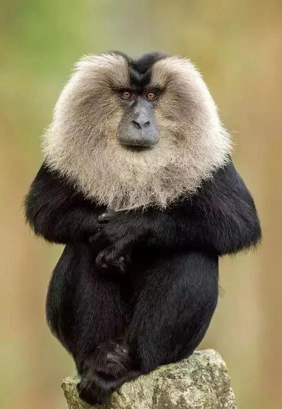 全世界总共有几种猴子,世界上最稀有的猴子是哪种猴子