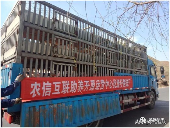 养猪致富新方向,养猪众筹商业模式