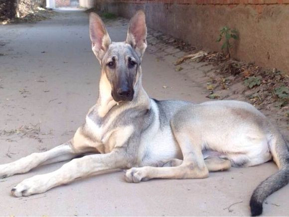 世界上一百种狗的图片,世界十种名贵狗