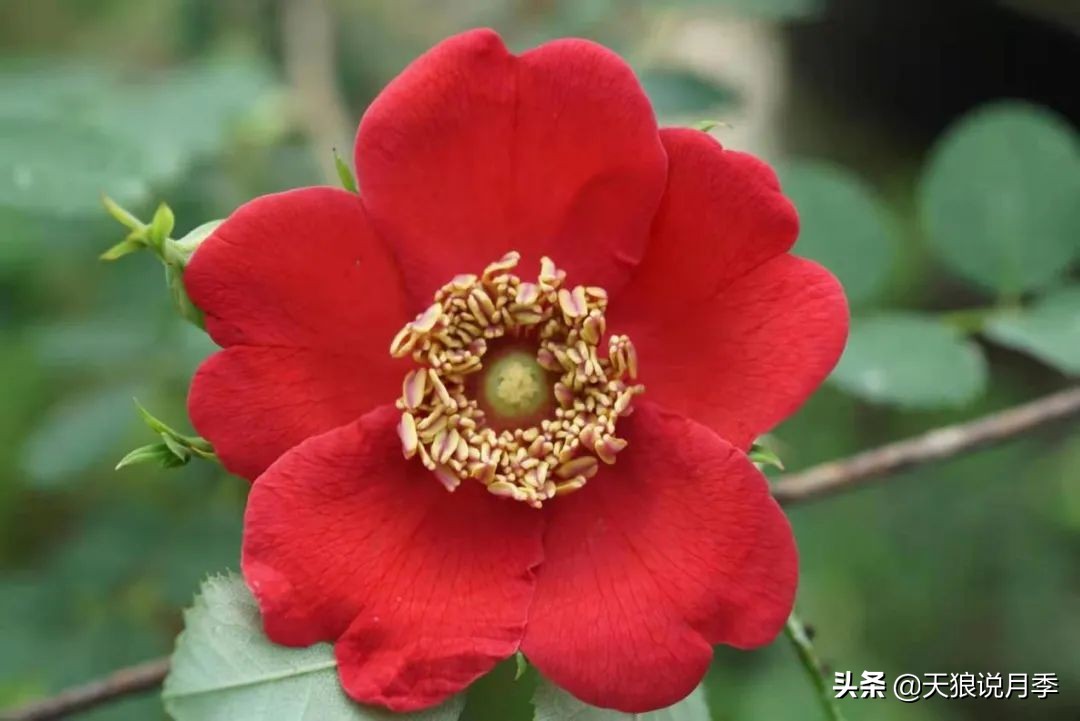 优雅女士月季花,奇葩月季品种图片