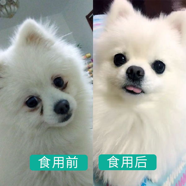 博美犬吃什么牌子的狗粮比较好吃,10斤的博美犬一天要吃多少克狗粮