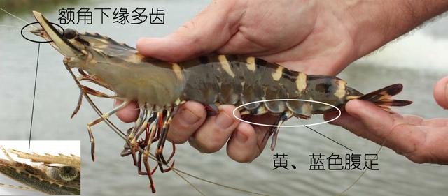 虾说，这是一篇让你不仅会吃，还会认……一文解决“虾”认识