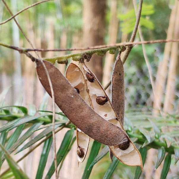 鸡骨草的用途可药用和食用，误食会中毒，用前必须要了解它的特点