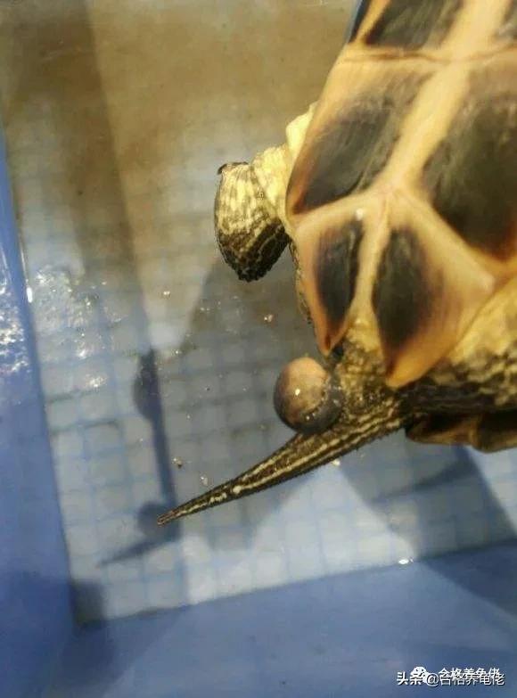 公龟生殖器出血是怎么回事,公龟生殖器坏死怎么办