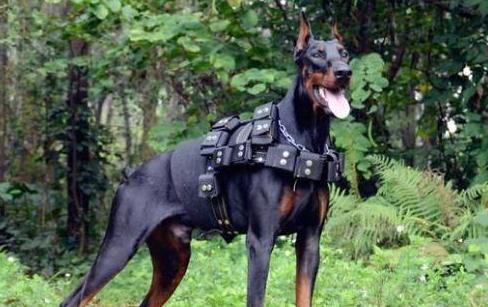 什么狗狗最好养也会保护主人,最忠诚和保护主人的狗