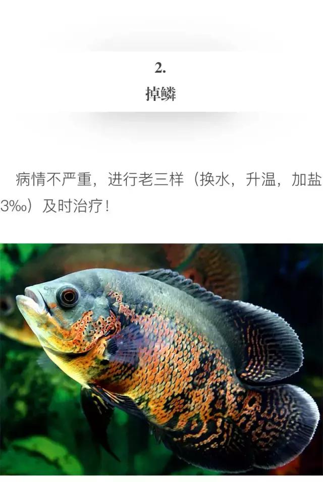 养地图鱼的正确方法,如何养好地图鱼