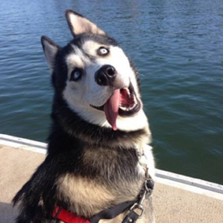 狗狗拉稀呕吐白色泡沫怎么回事,狗狗呕吐白色的泡沫吃什么药