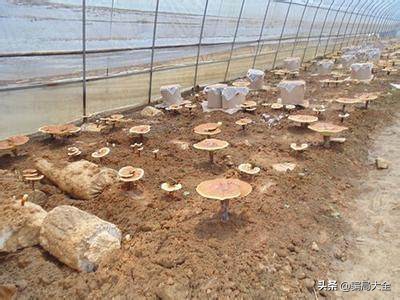 加盟*局骗**之农村特种种植*局骗**