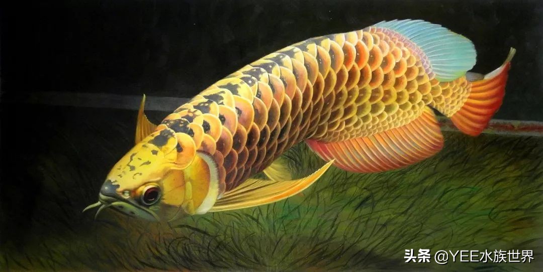 养鱼要不要一步到位,养鱼都需要哪几步