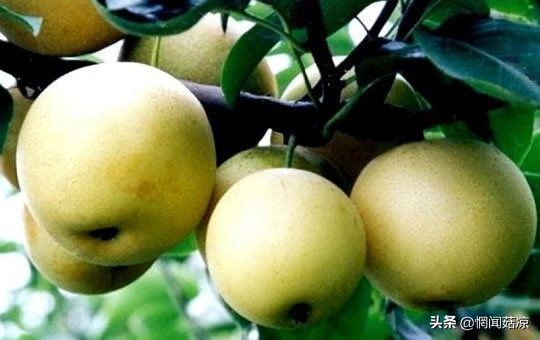 扒一扒那些惊艳了你的名字,扒几种你不一定吃过的水果