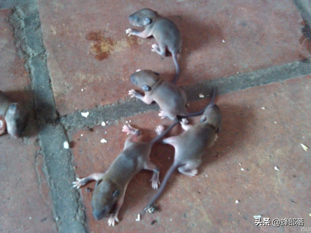 老鼠的天敌那么多为什么还没绝种,老鼠的天敌是谁为什么没有灭绝