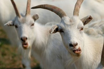 羊口疮怎么防治最有效,羊口疮快速治疗方法