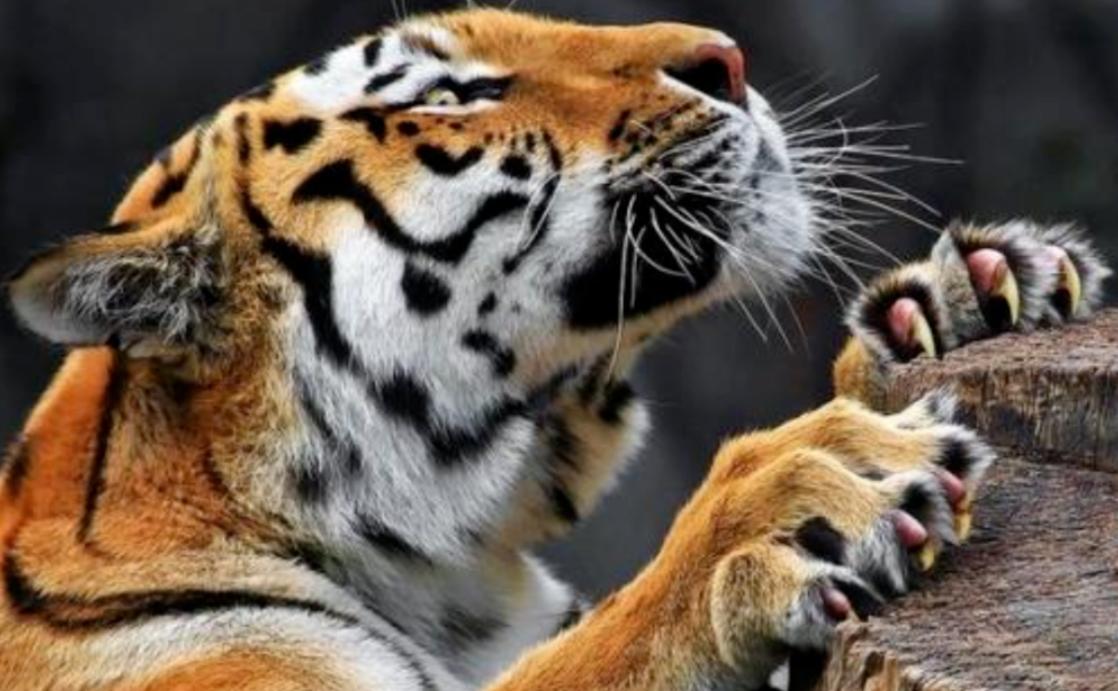 野生东北虎遇到人会主动攻击吗,为了自保杀死东北虎违法吗