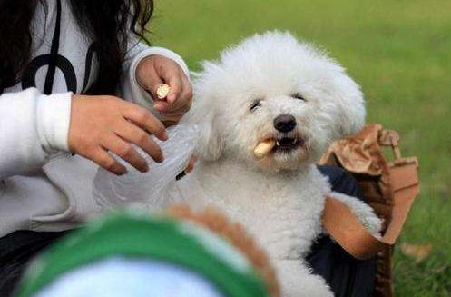 泰迪舔人的“5大秘密”，并不是喜欢你才舔你的