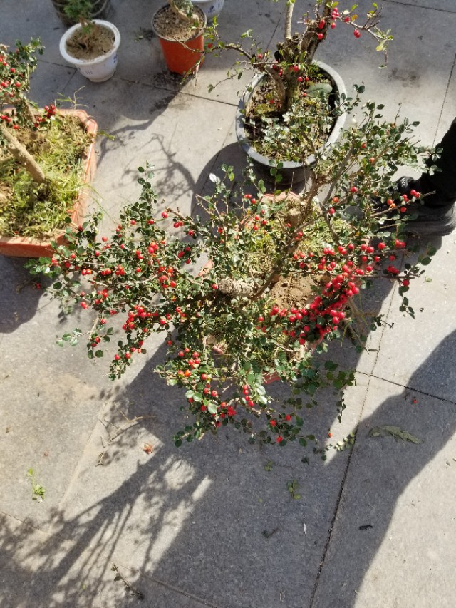 平枝栒子产地,最近卖平枝栒子