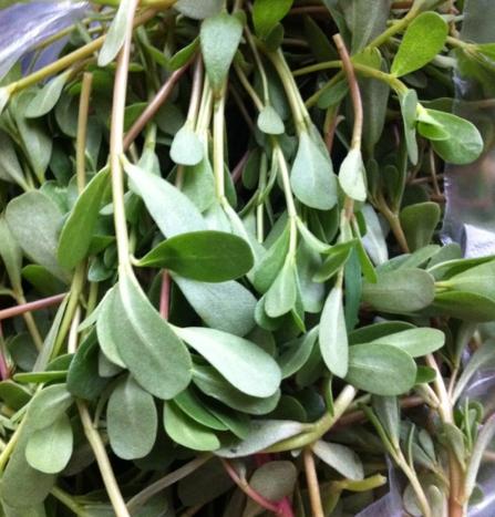 农村常见野菜马齿苋,马齿苋是最养人的野菜