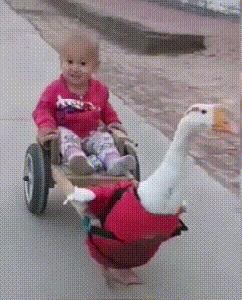 奶奶用大鹅玩娃,奶奶用大白鹅带娃