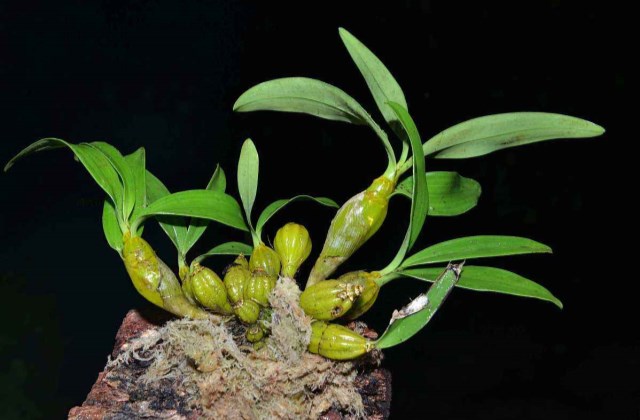 石斛怎么都不开花什么问题,石斛烂根的原因以及解决方法