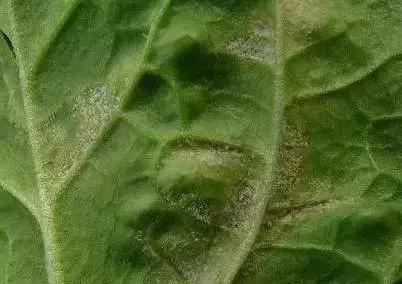 青霉灰霉杀菌剂,青霉绿霉跟灰霉有什么区别