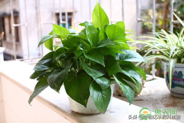 绿萝冻伤怎么补救最快,绿萝冻伤怎样补救