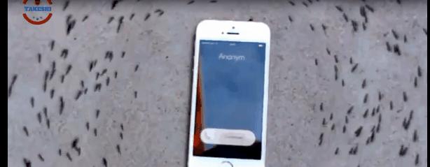 蚂蚁偷袭蜂巢,蚂蚁搭建活桥入侵蜂巢