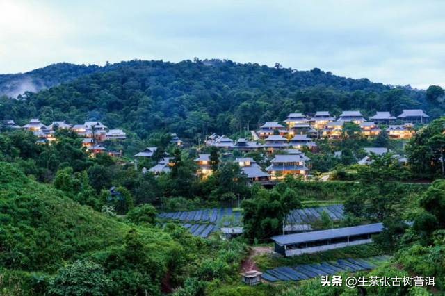 云南西双版纳的普洱茶正宗吗,西双版纳哪里普洱茶最好