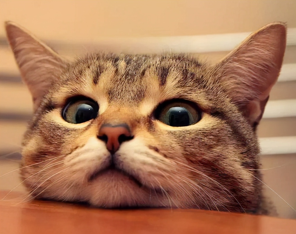 怎样才能判断出猫咪的性格,猫咪七个月性格会发生变化吗