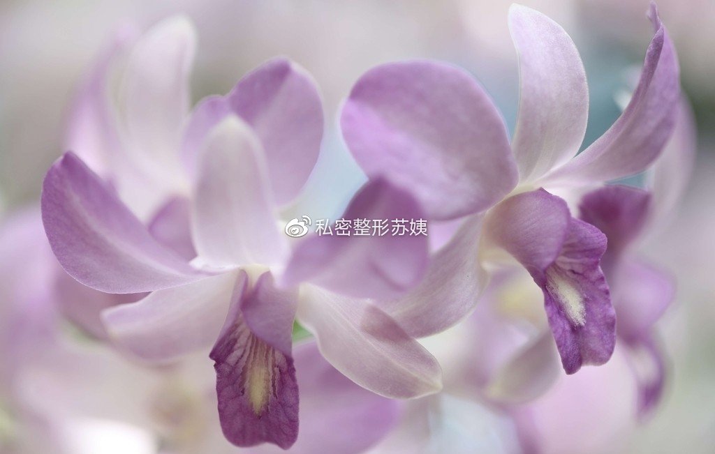 私密豆腐渣,女人下身有豆腐渣现象普遍吗