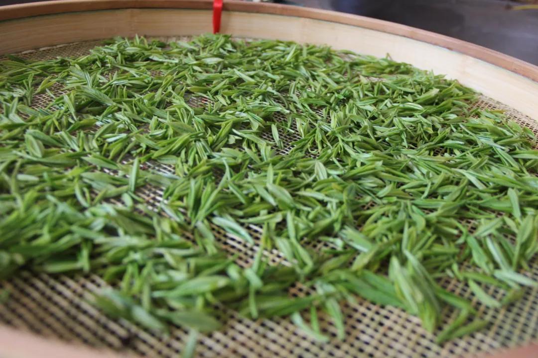 春风三四月,霄坑春茶不负卿