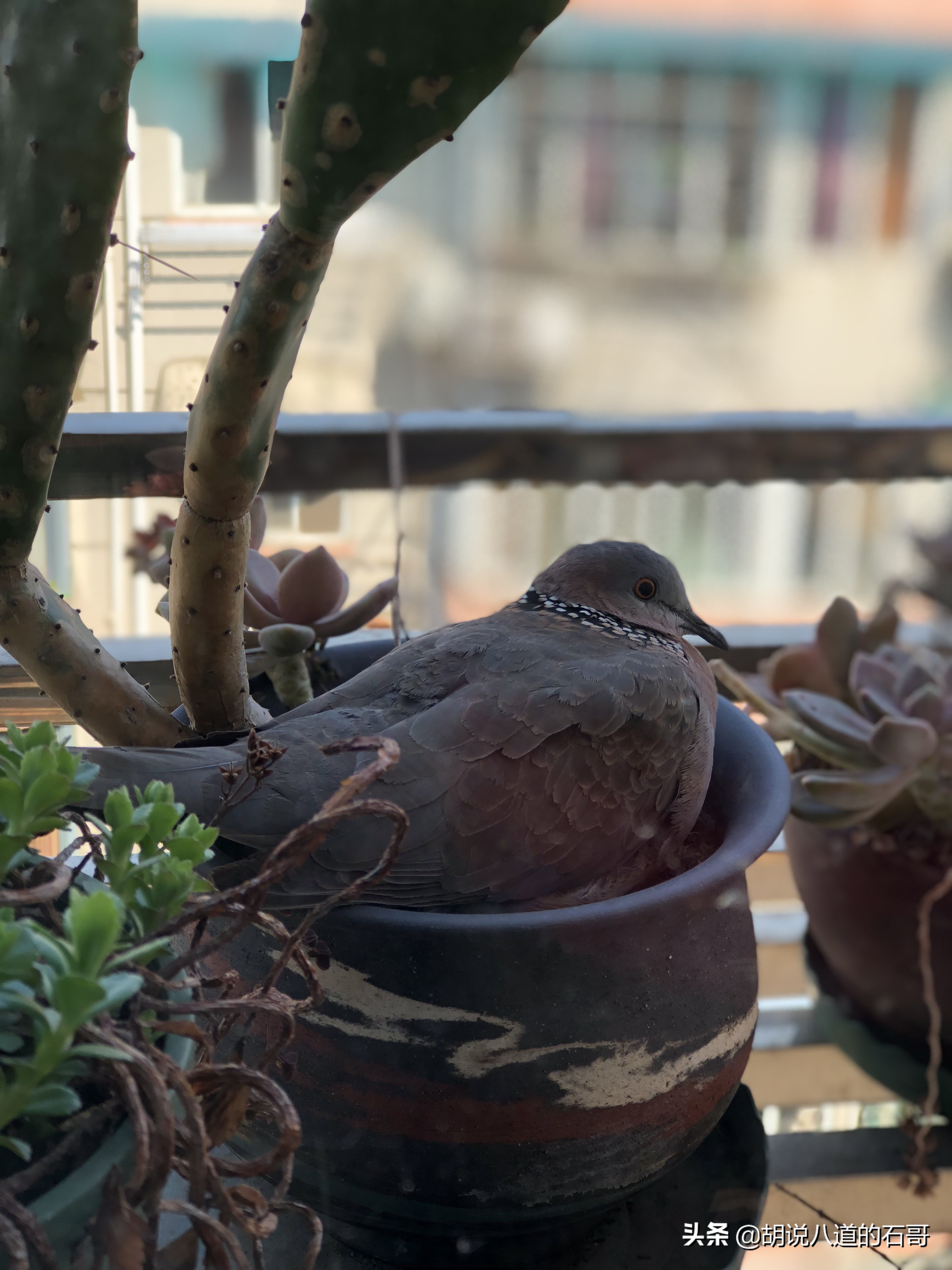 我家花盆飞来一对爱情鸟，花式秀恩爱，当我是空气？