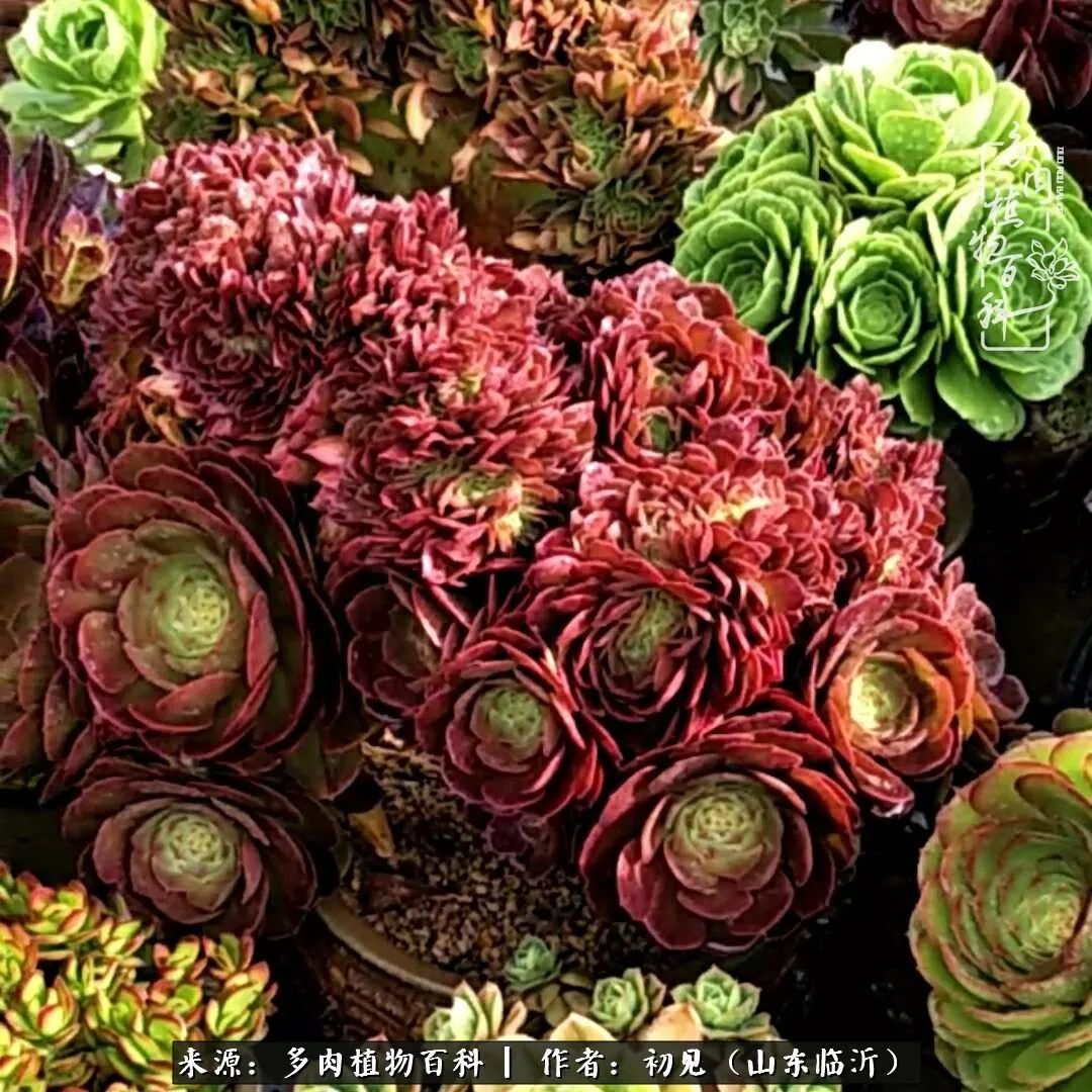 四季颜值在线的多肉,多肉的每一天