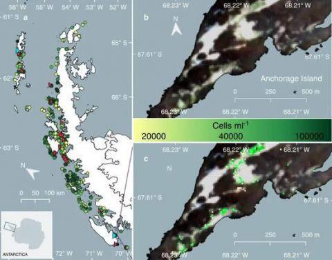 南极冰川的现状最新,科学家发现珠穆朗玛峰变绿了