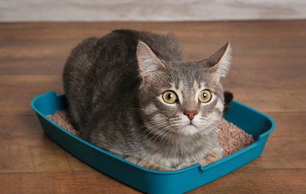 猫咪的尿液奇臭无比?那可能它的这项能力很厉害