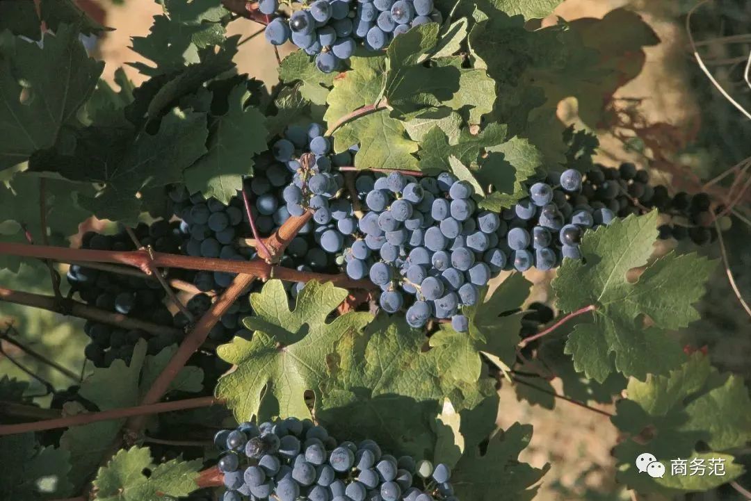 世界最好的起泡酒,列举三款世界最著名的起泡酒