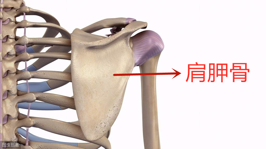 活动肩部发出响声是什么原因,肩部会响是什么原因
