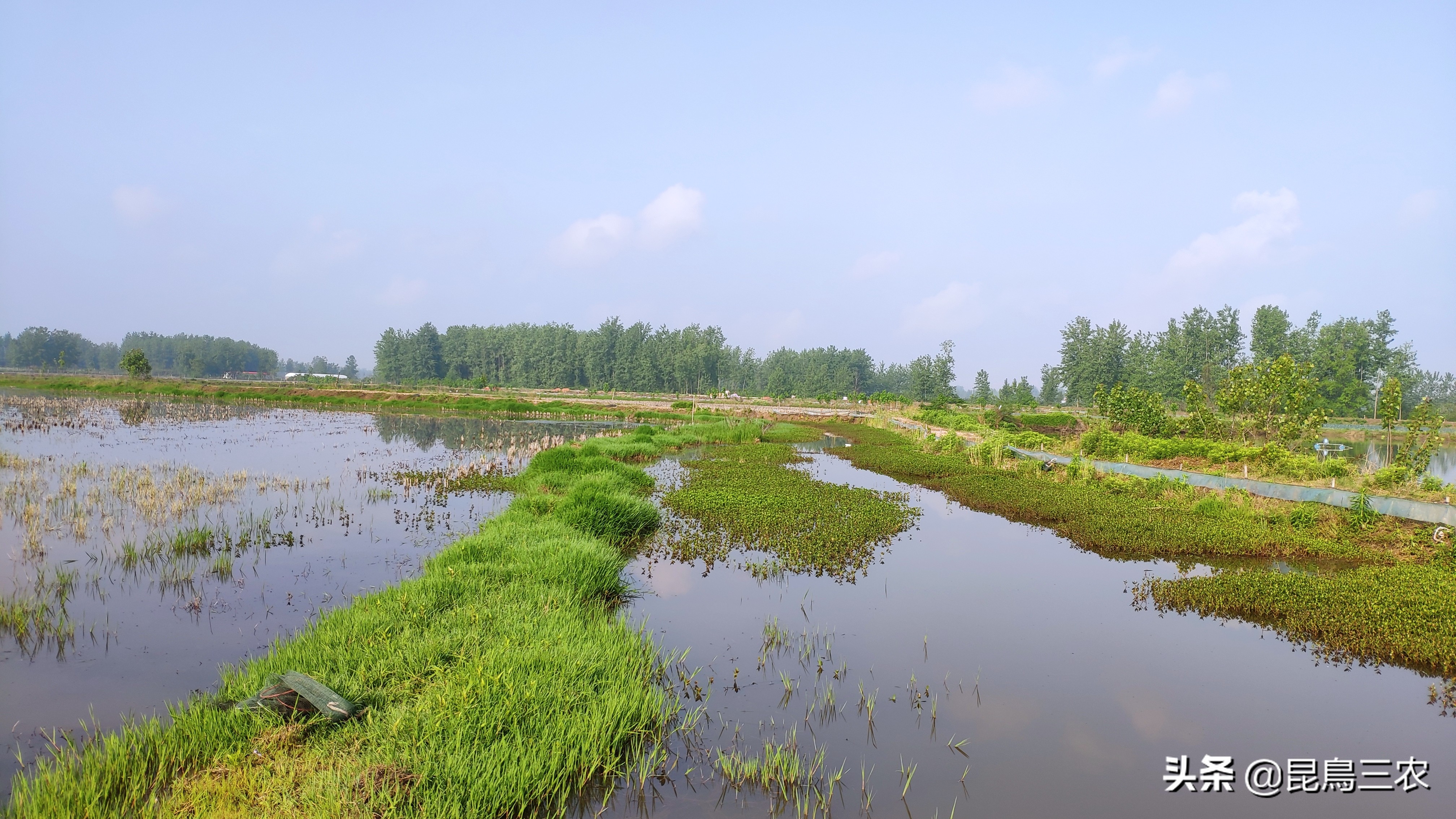 如何促进小龙虾快速蜕壳,怎么样才能让小龙虾顺利脱壳