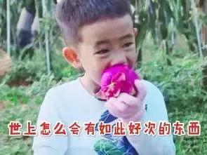 又甜又香的火龙果,夏天火龙果这样吃太凉爽了