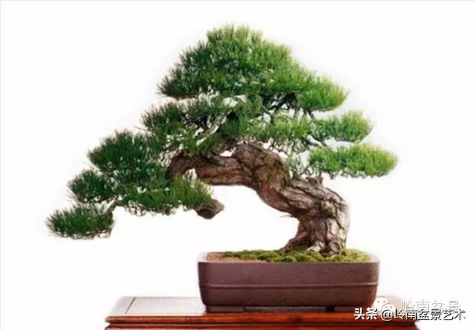 拍卖28万的盆景,藏家盆景