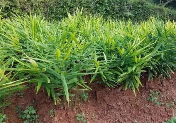 种植生姜平地薄膜好还是拱棚好,小拱棚种植生姜竹片要求