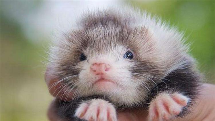 宠物貂可以活多少年,宠物貂能活多少年