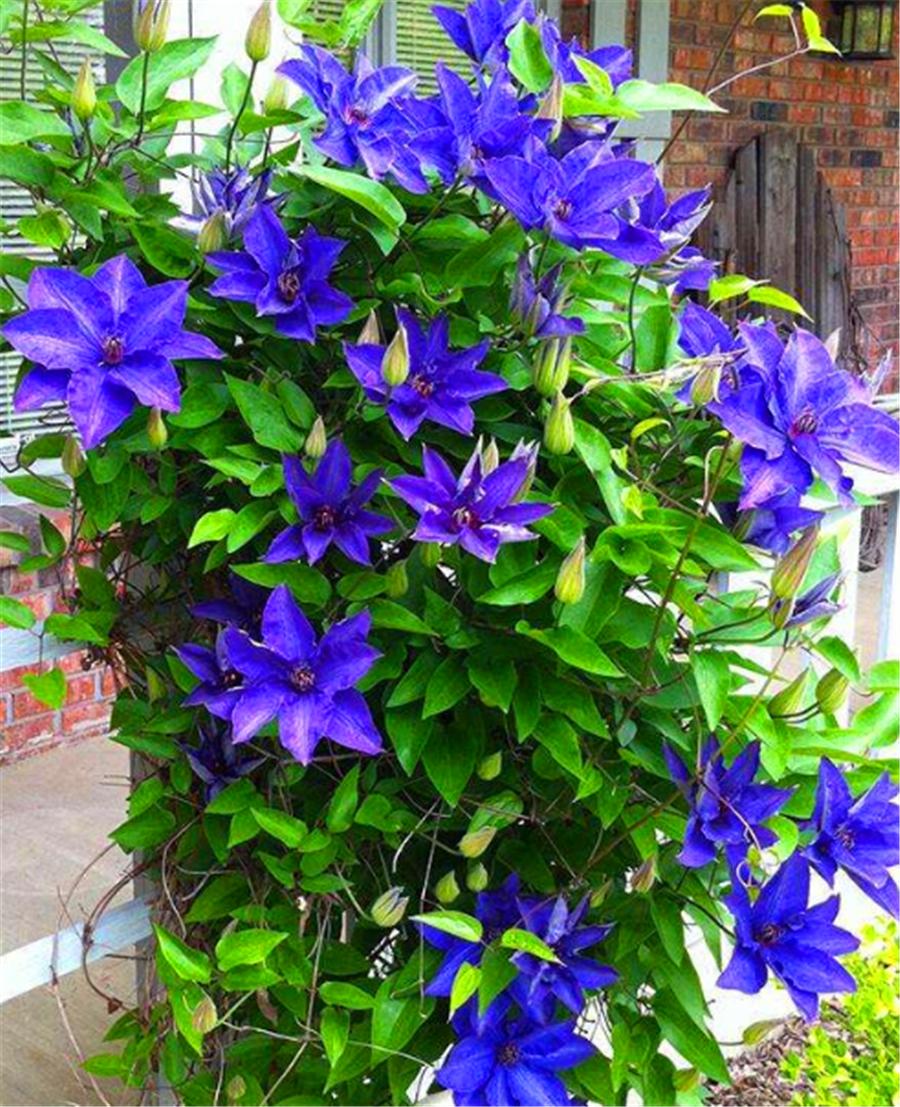 铁线莲过冬需要修剪吗,铁线莲10月可以修剪吗