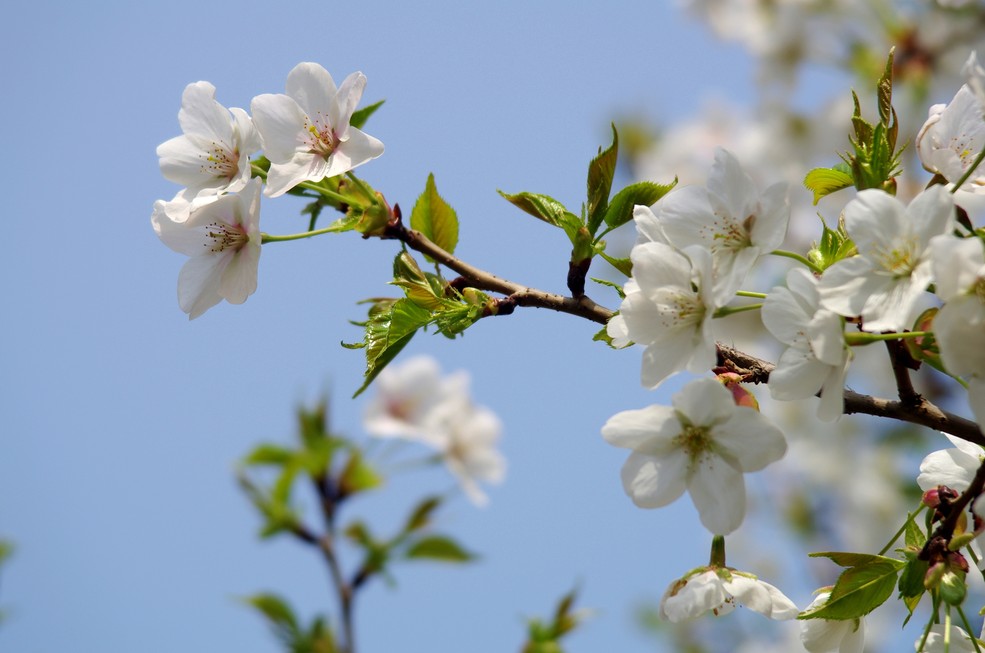 樱桃树施肥方法与时间,樱桃树什么时候施肥最好
