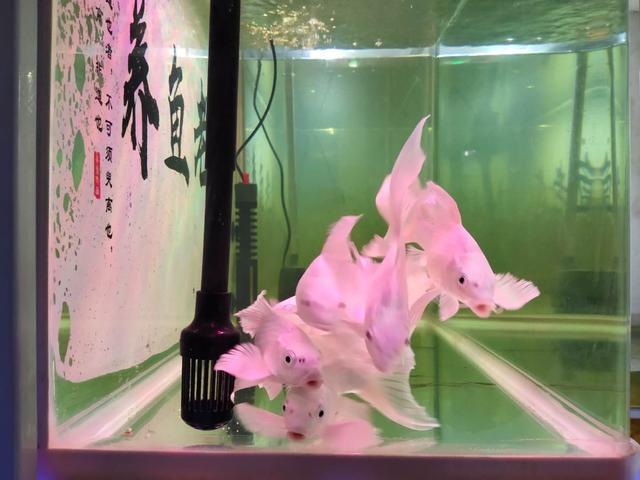 没有过滤的鱼缸怎么除绿藻,鱼缸底部过滤大全详解