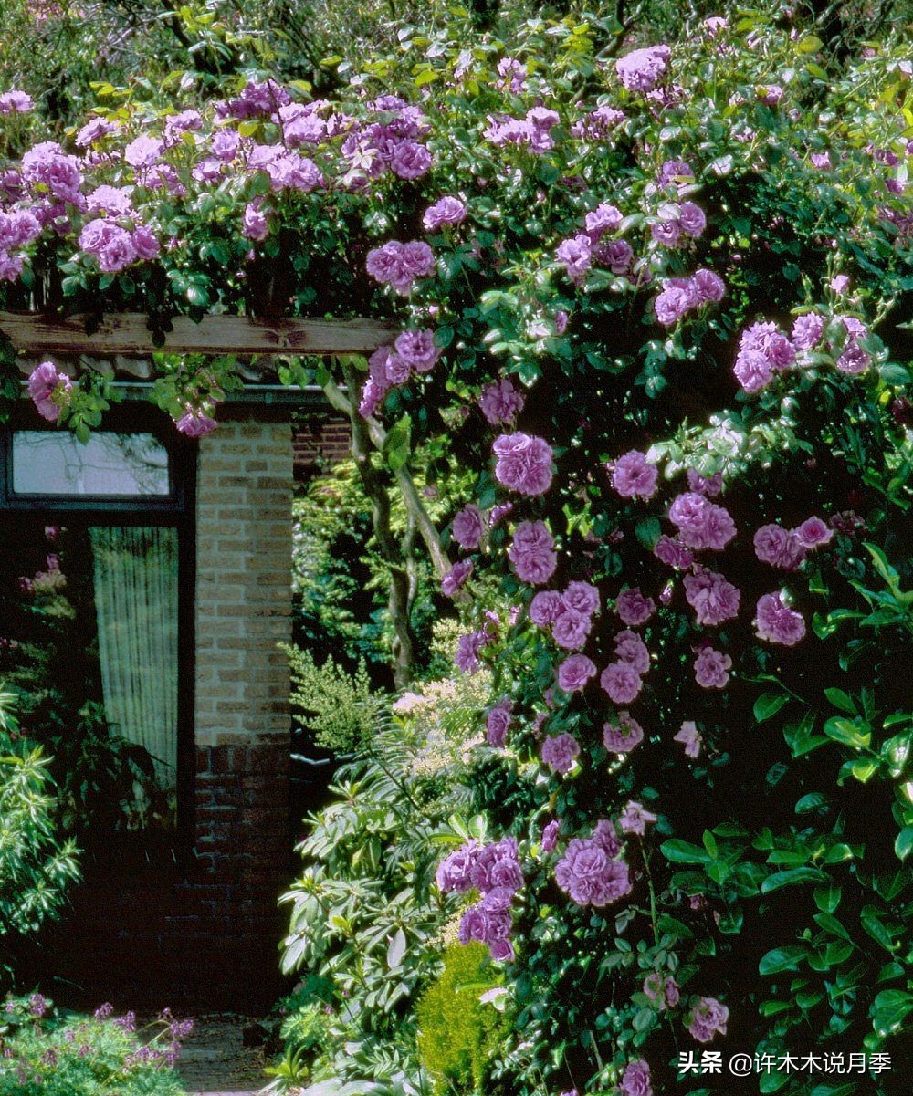 大花浓香四季开花的月季有哪些,黑紫色的月季花有哪些