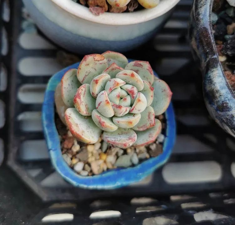 我和多肉,我与多肉