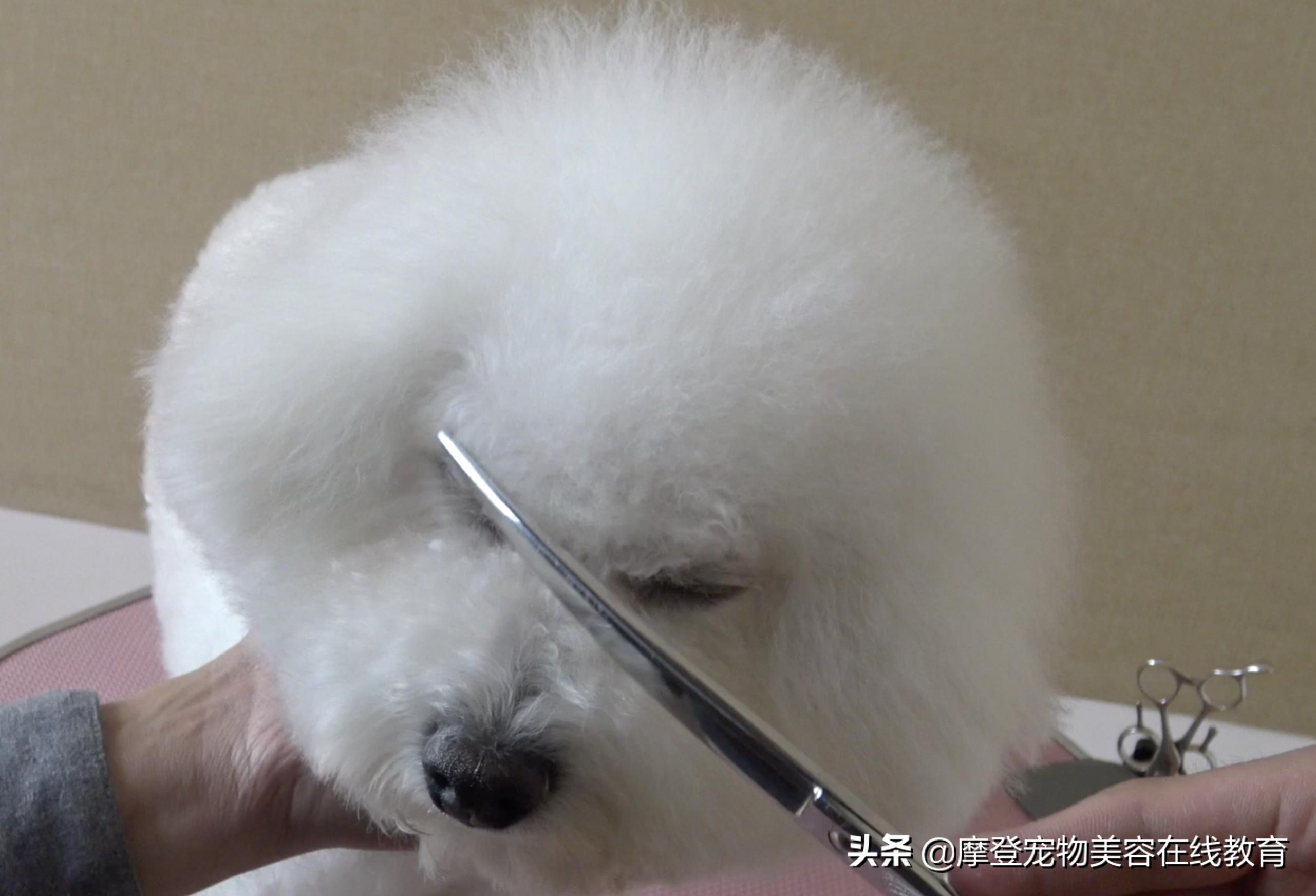 比熊宠物怎么剪毛视频教程,比熊犬剪毛视频教程