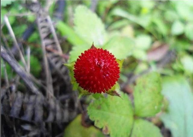 舌尖上的美食儿时的味道找了好久,有一种美食叫做童年回忆