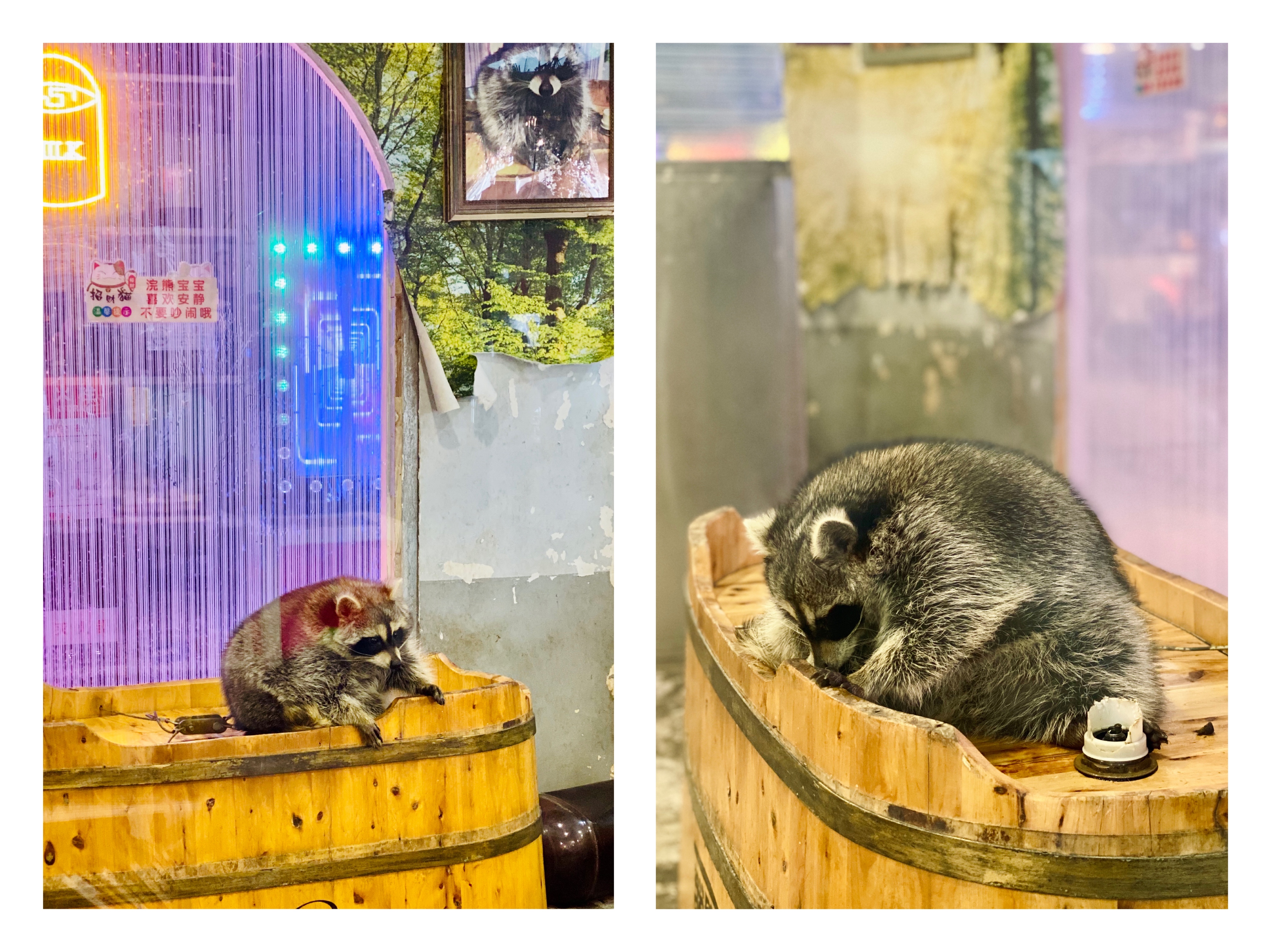 撸动物的网红店顺德,撸小动物的网红店北京世纪金源