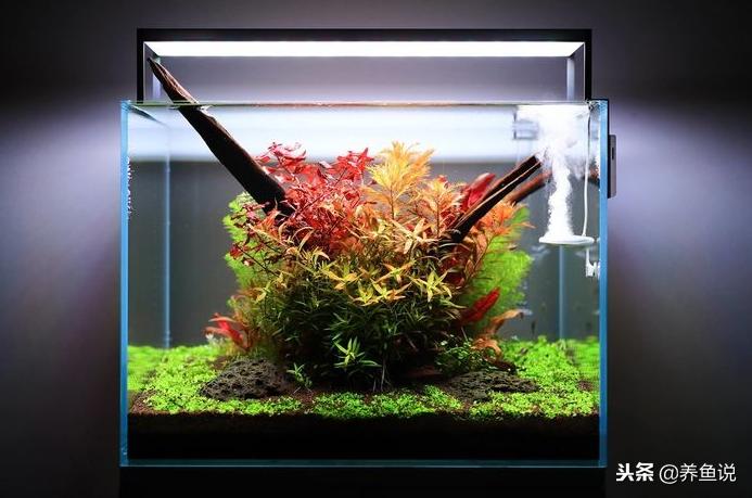 养鱼的硝化细菌起什么作用,硝化细菌在养鱼中的作用