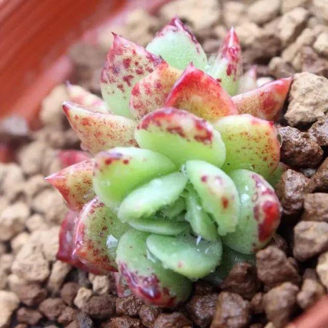 种下去2个礼拜的‘肉肉’，今天好奇扒开土一看，根部全霉了！